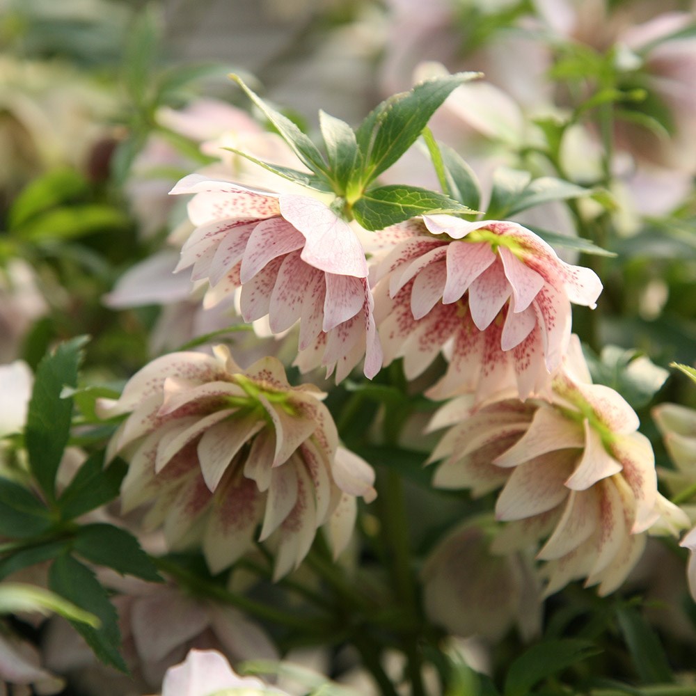 <i>Helleborus</i> × <i>hybridus</i> Harvington double lilac speckled