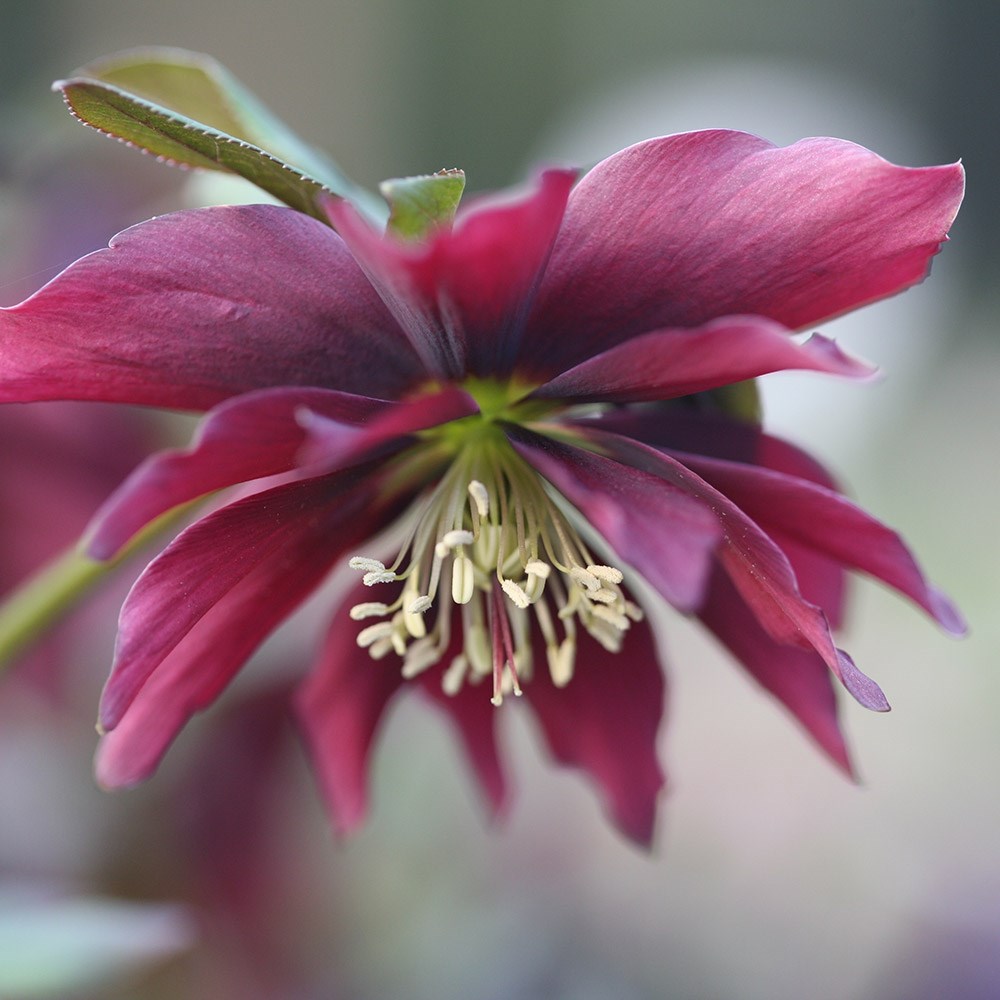 <i>Helleborus</i> × <i>hybridus</i> Harvington double chocolate