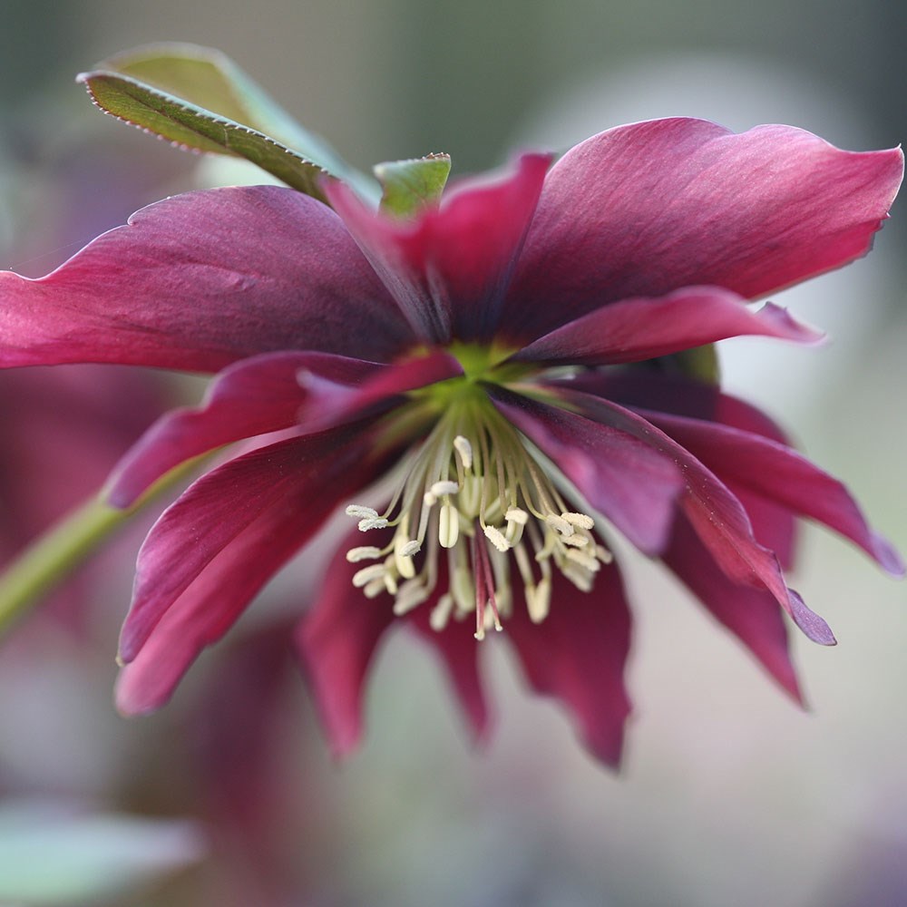 <i>Helleborus</i> × <i>hybridus</i> Harvington double chocolate
