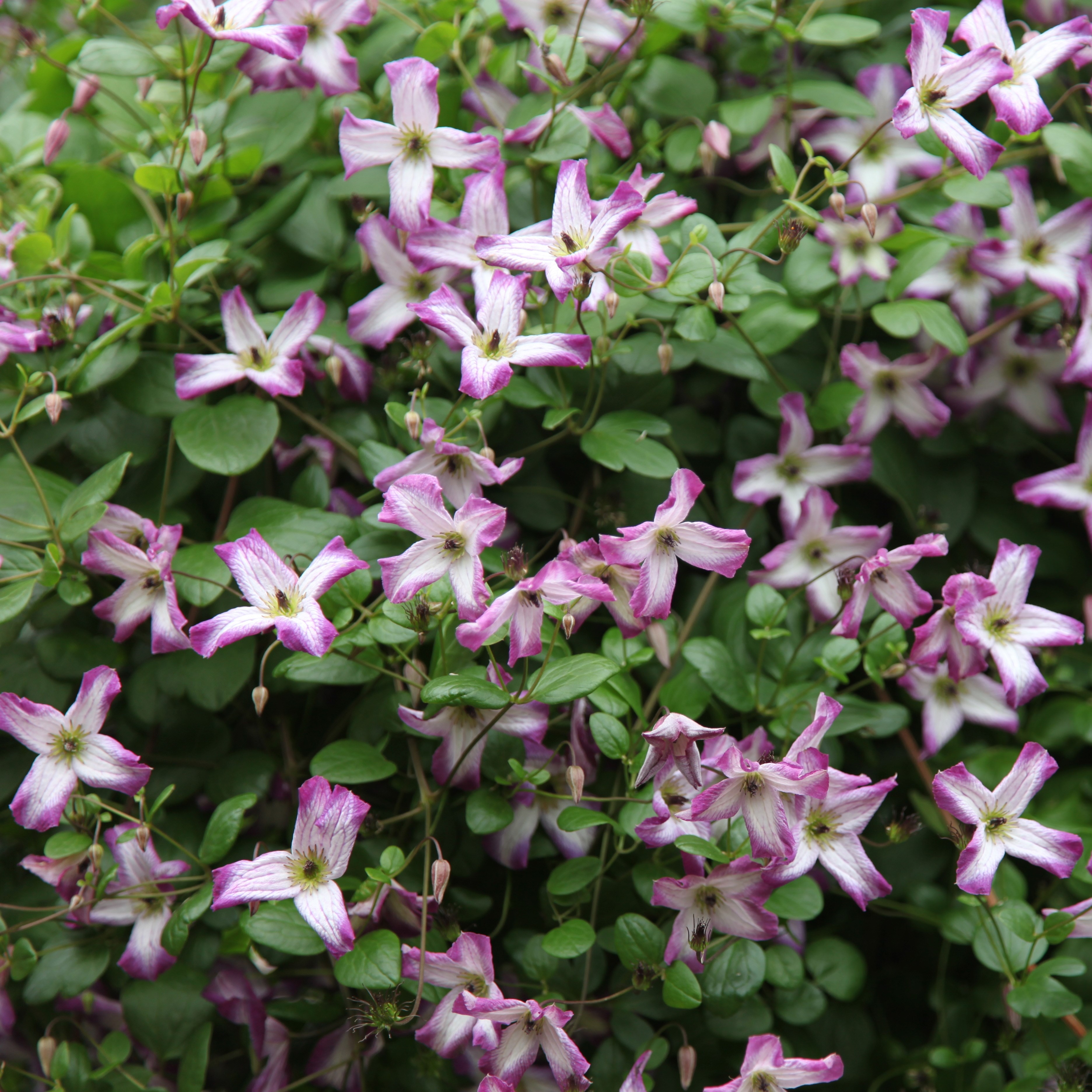 <i>Clematis</i> 'Minuet'