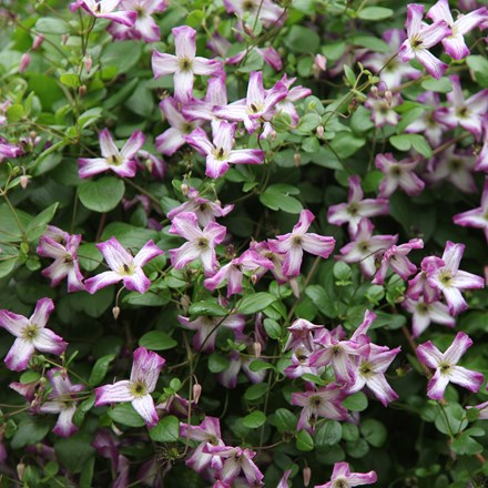 Clematis Minuet