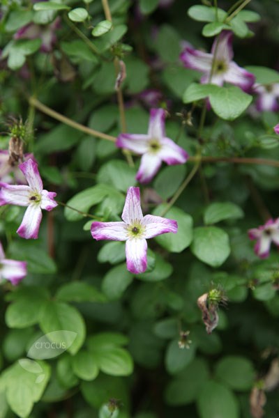 <i>Clematis</i> 'Minuet'