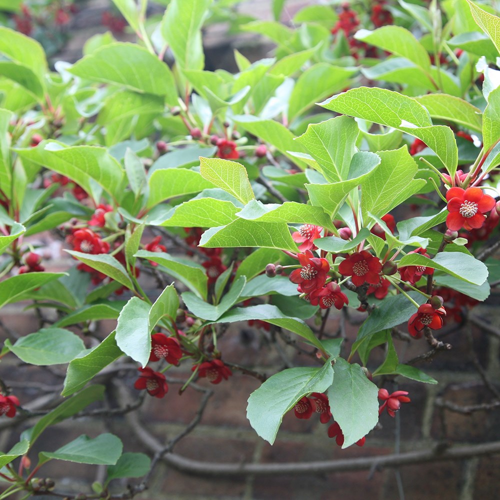 <i>Schisandra rubriflora</i> 