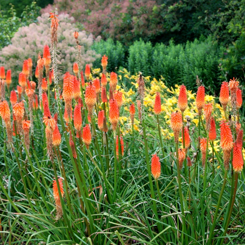 <i>Kniphofia</i> 'Royal Standard'