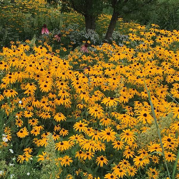 <i>Rudbeckia fulgida</i> var. <i>deamii</i>