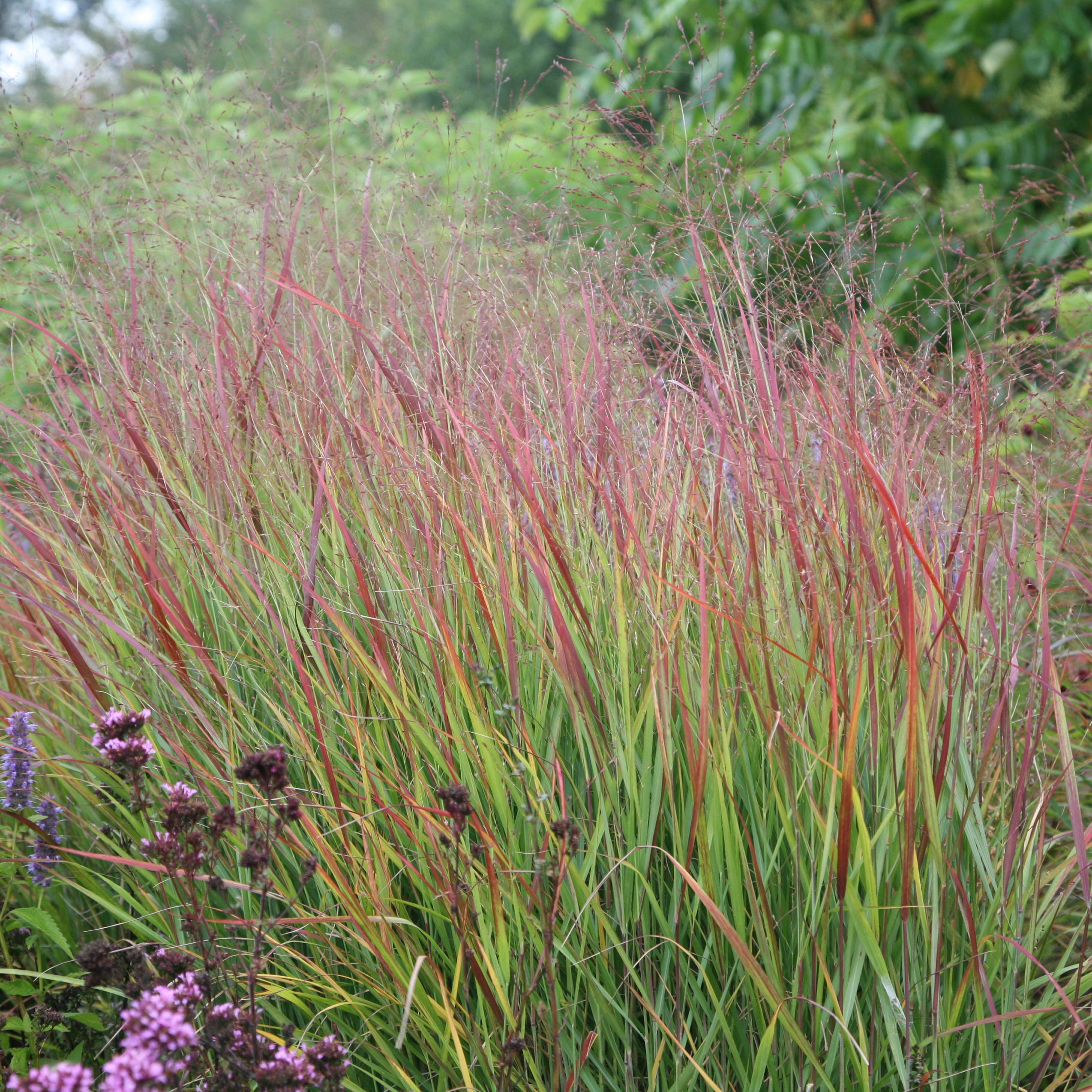 <i>Panicum virgatum</i> 'Rehbraun'