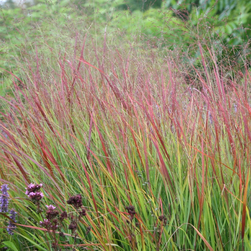 <i>Panicum virgatum</i> 'Rehbraun'