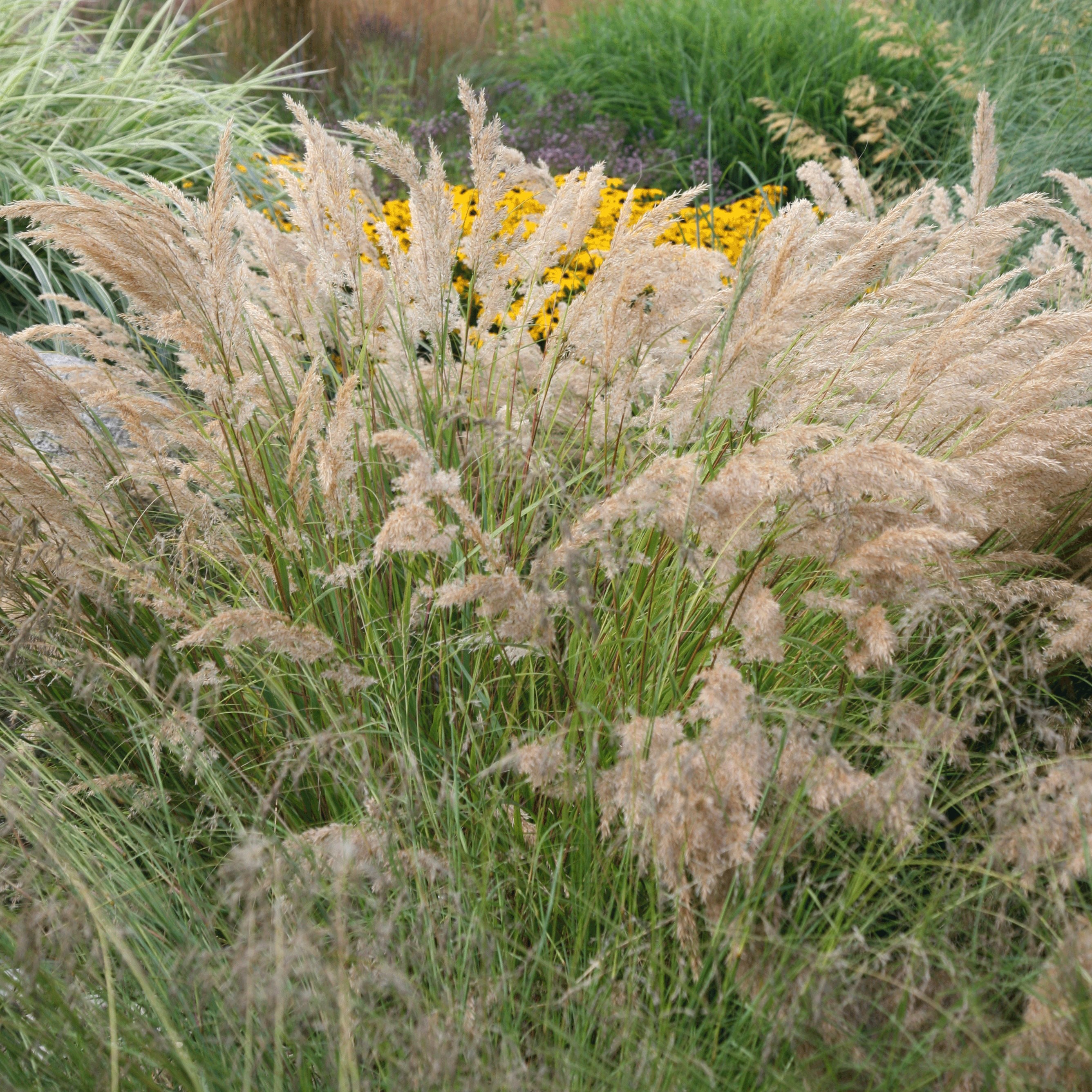 <i>Stipa calamagrostis</i> 