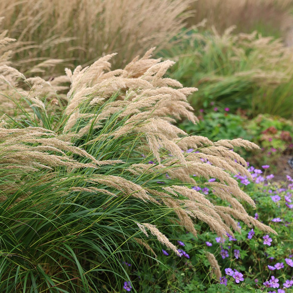 <i>Stipa calamagrostis</i> 
