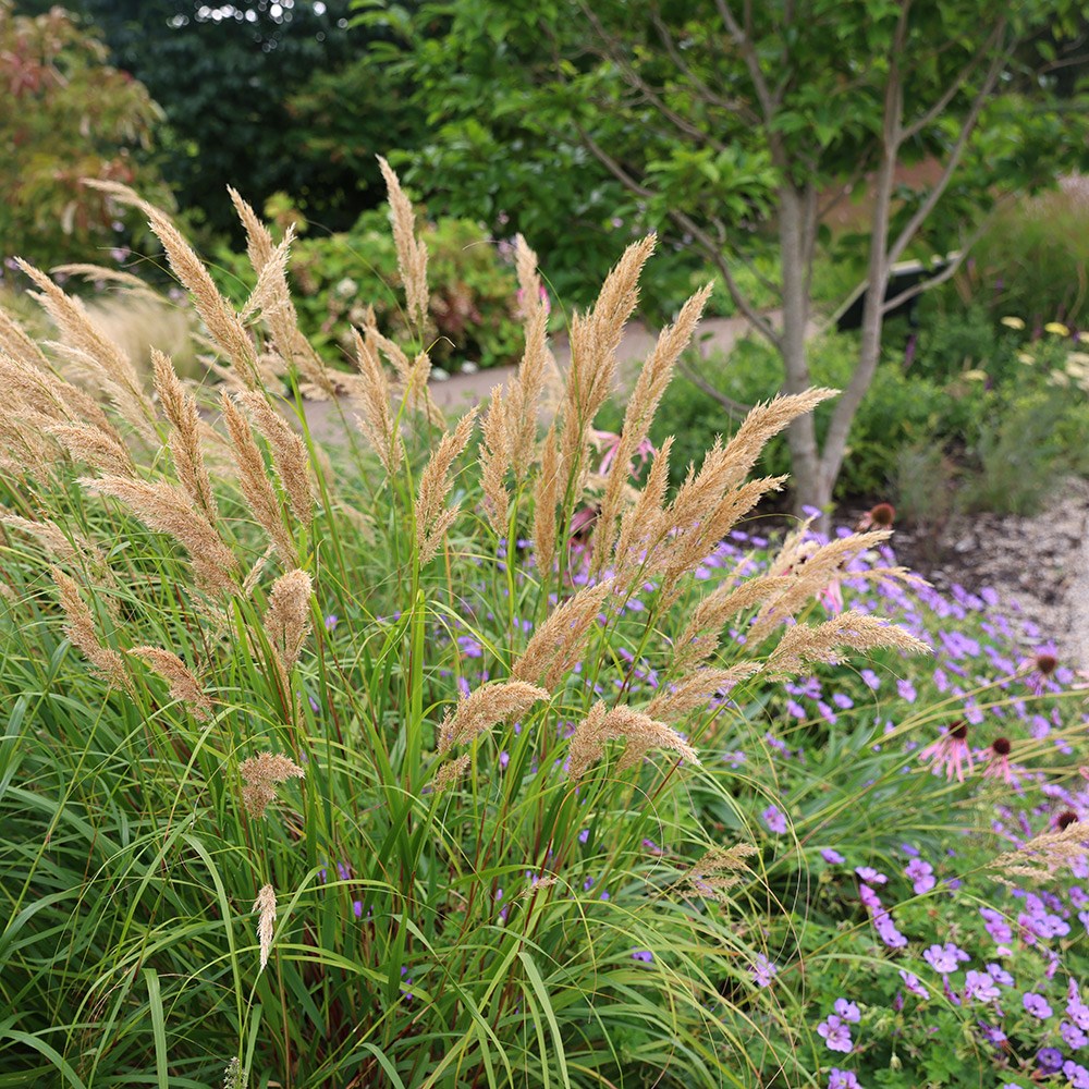 <i>Stipa calamagrostis</i> 
