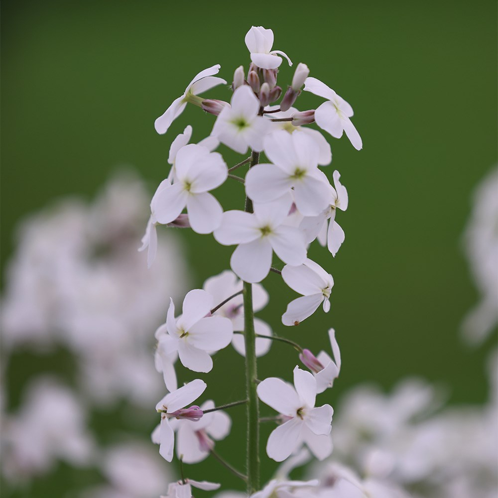 <I>Hesperis matronalis</i> var. <i>albiflora</i>