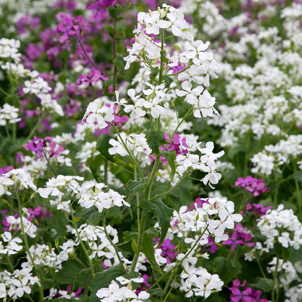 <I>Hesperis matronalis</i> var. <i>albiflora</i>