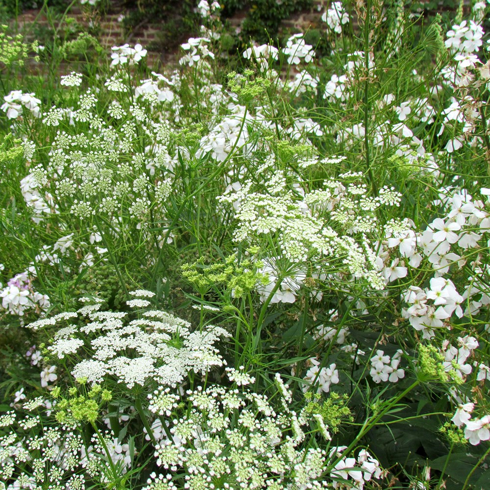 <I>Hesperis matronalis</i> var. <i>albiflora</i>