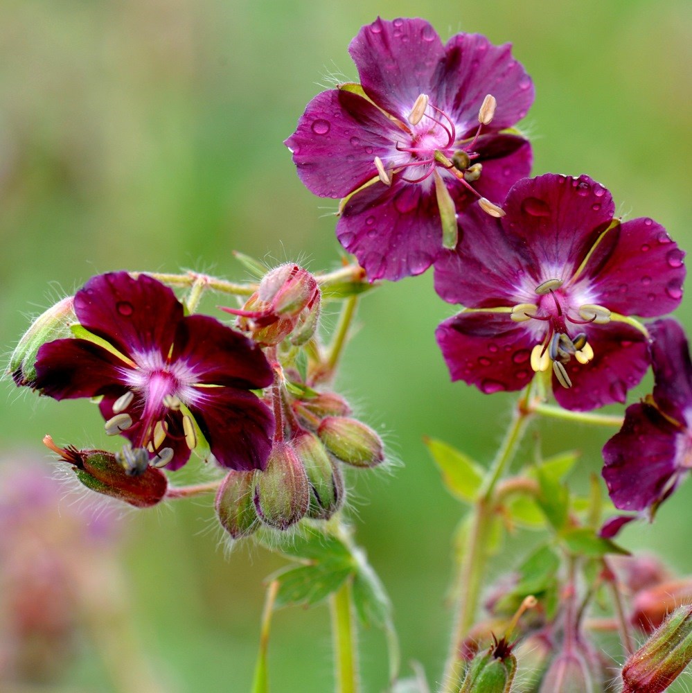 <i>Geranium phaeum</i> 