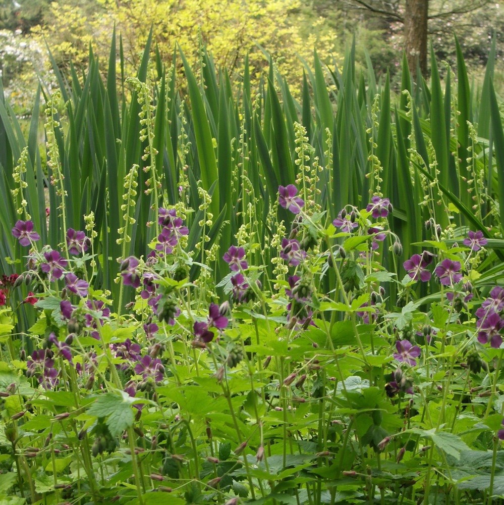 <i>Geranium phaeum</i> 