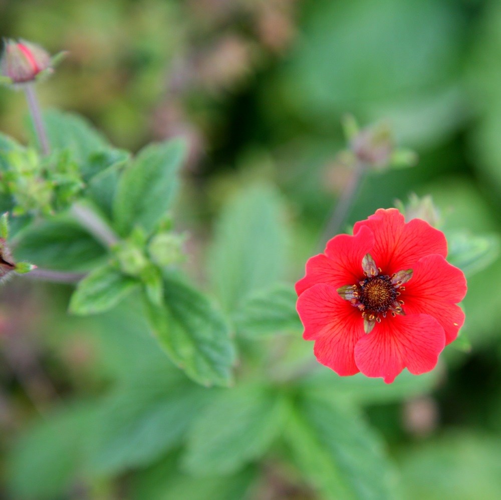 <i>Potentilla</i> 'Gibson's Scarlet'