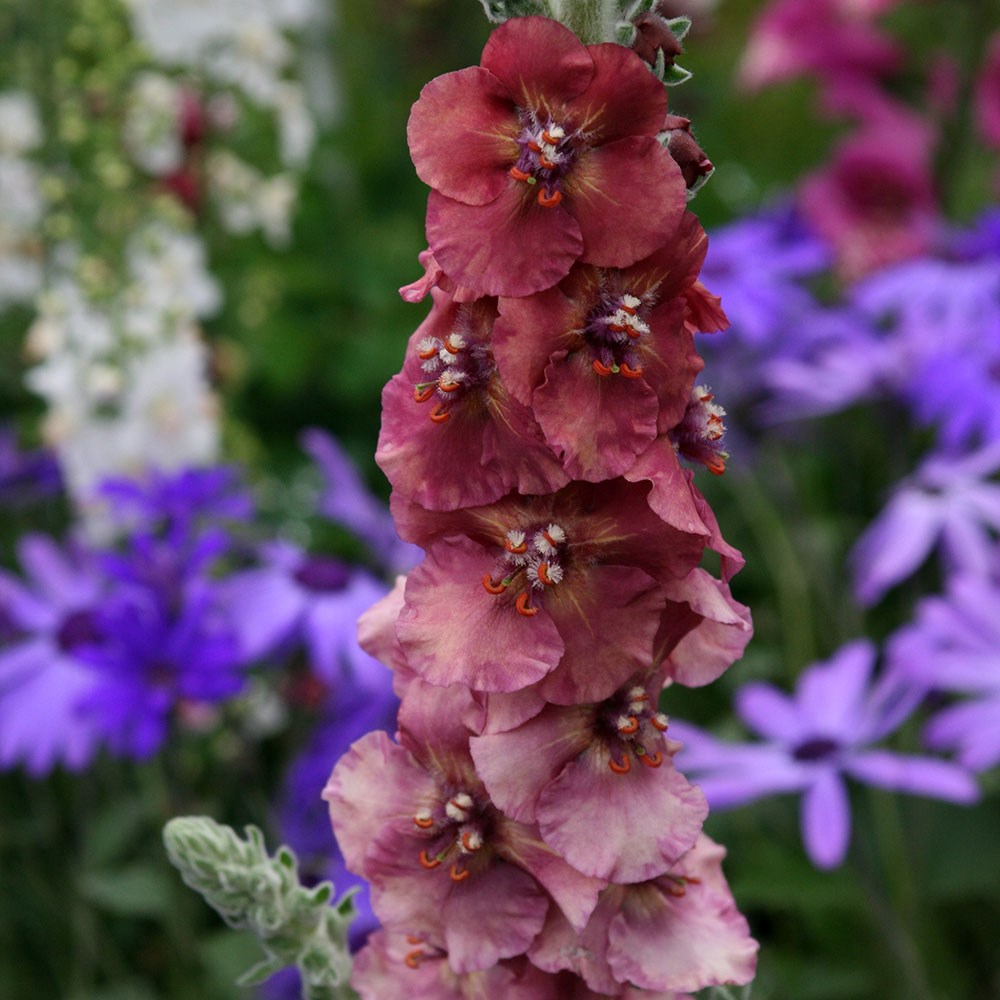 <i>Verbascum</i> 'Cherry Helen'