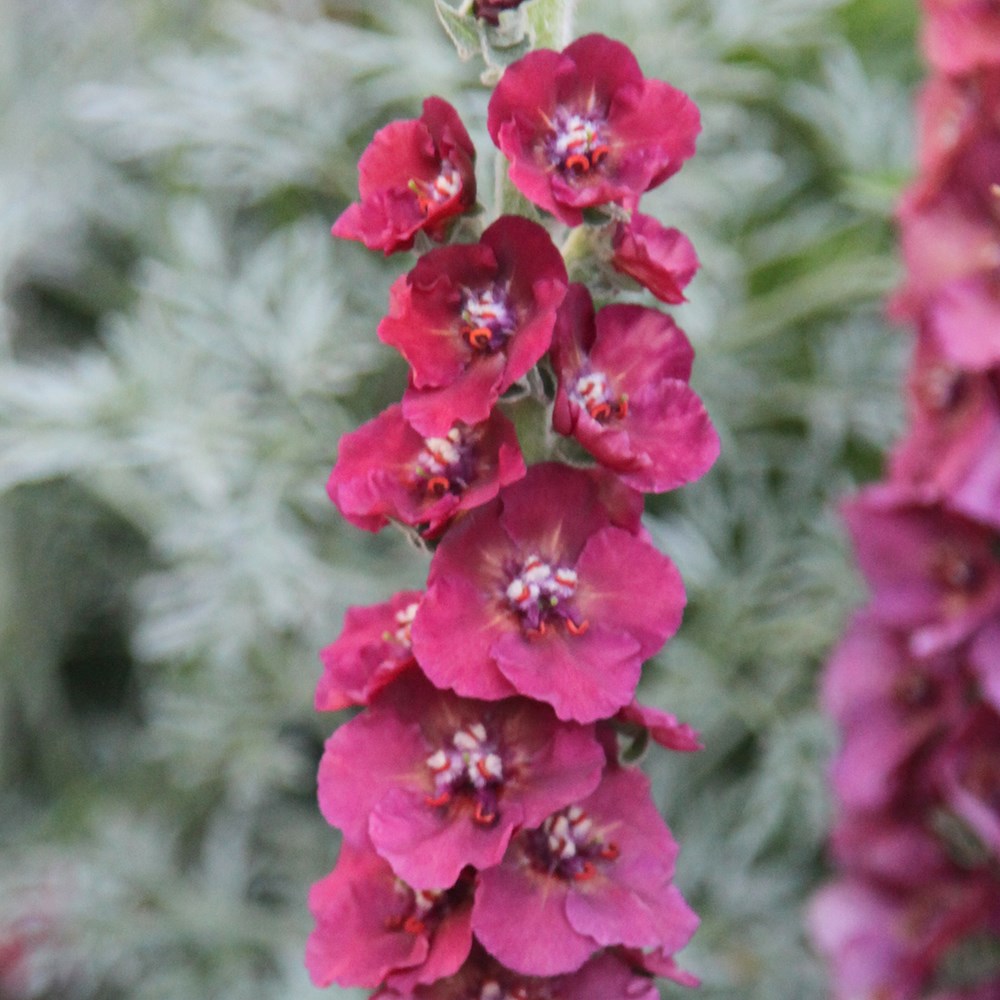 <i>Verbascum</i> 'Cherry Helen'