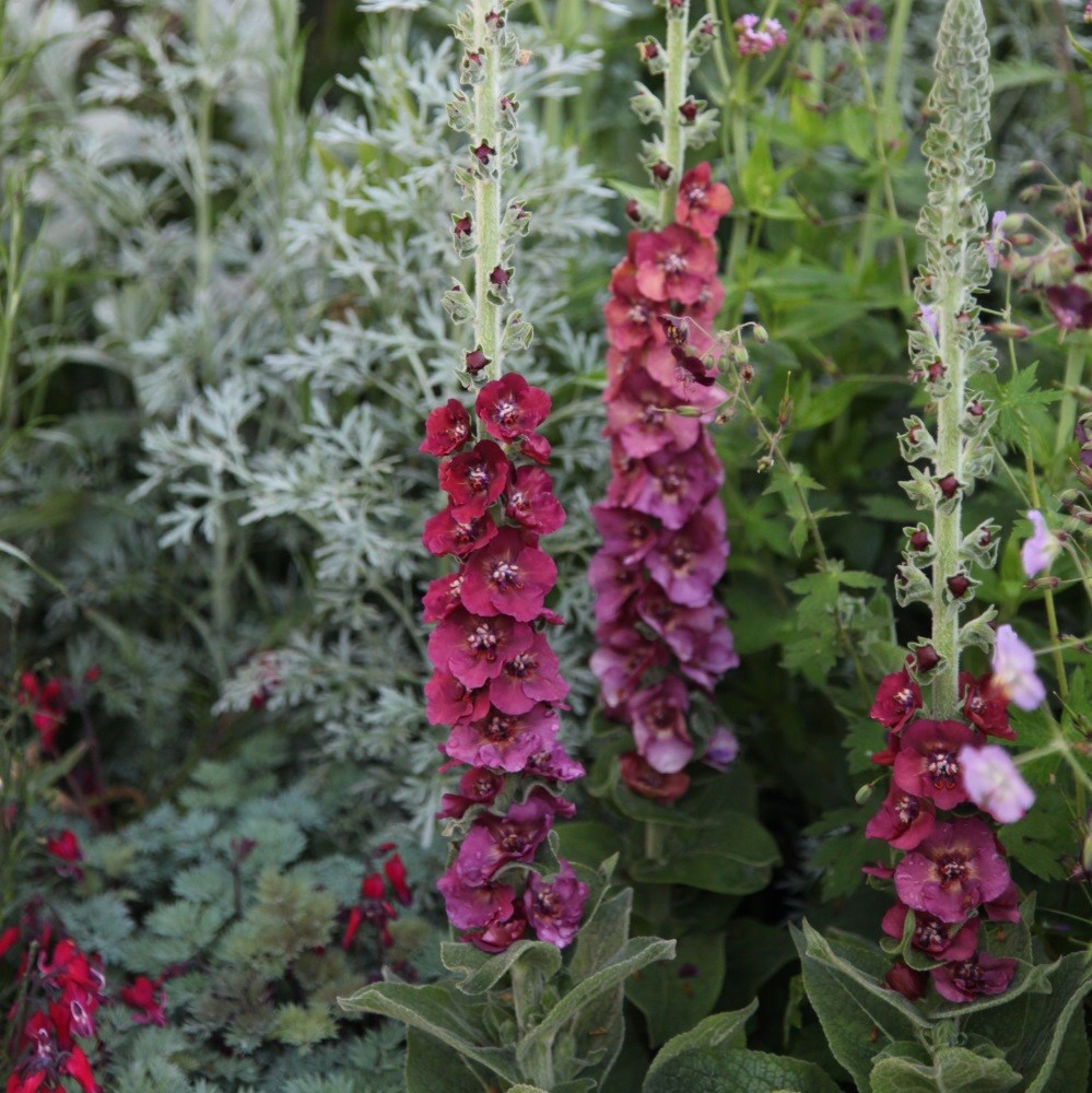 <i>Verbascum</i> 'Cherry Helen'