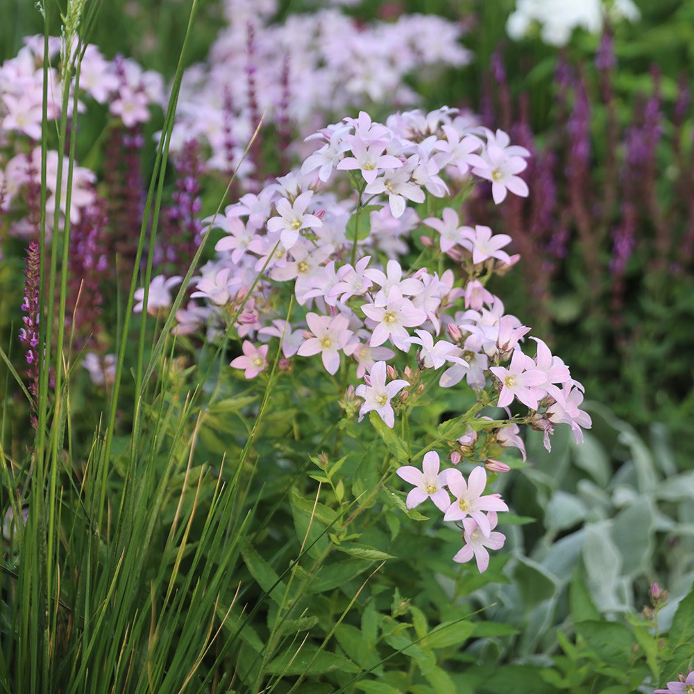 <i>Campanula lactiflora</i> 'Loddon Anna'