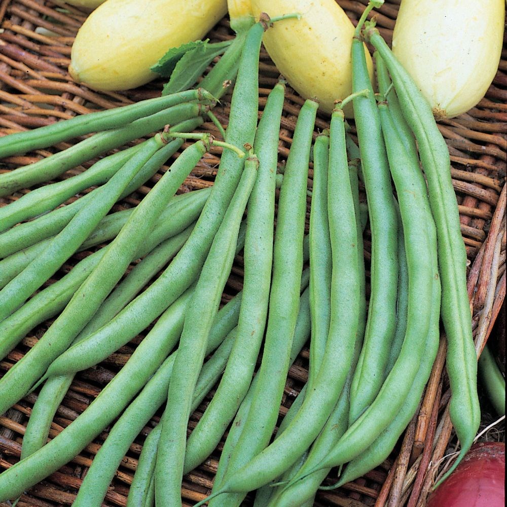 bean (dwarf French) 'Tendergreen'