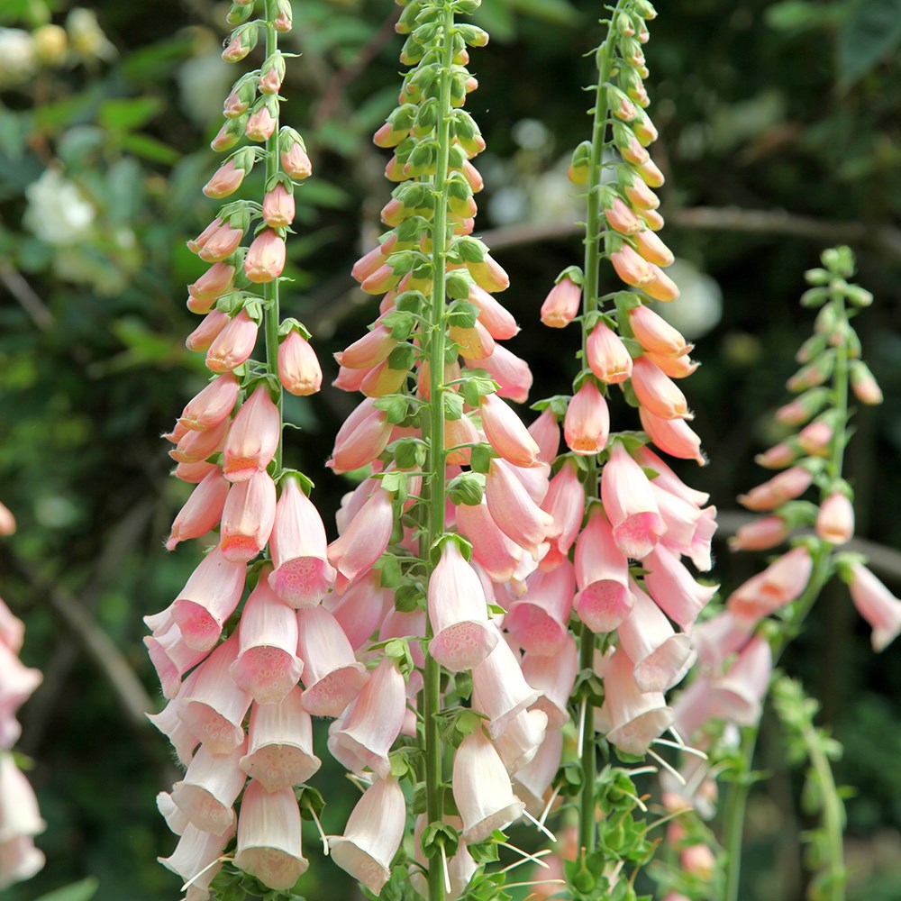 <i>Digitalis purpurea</i> 'Sutton's Apricot'