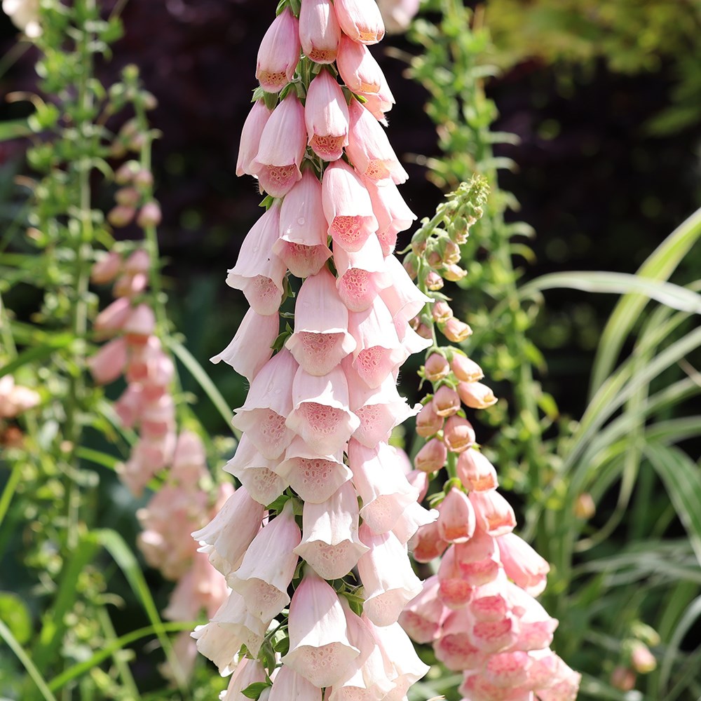 <i>Digitalis purpurea</i> 'Sutton's Apricot'