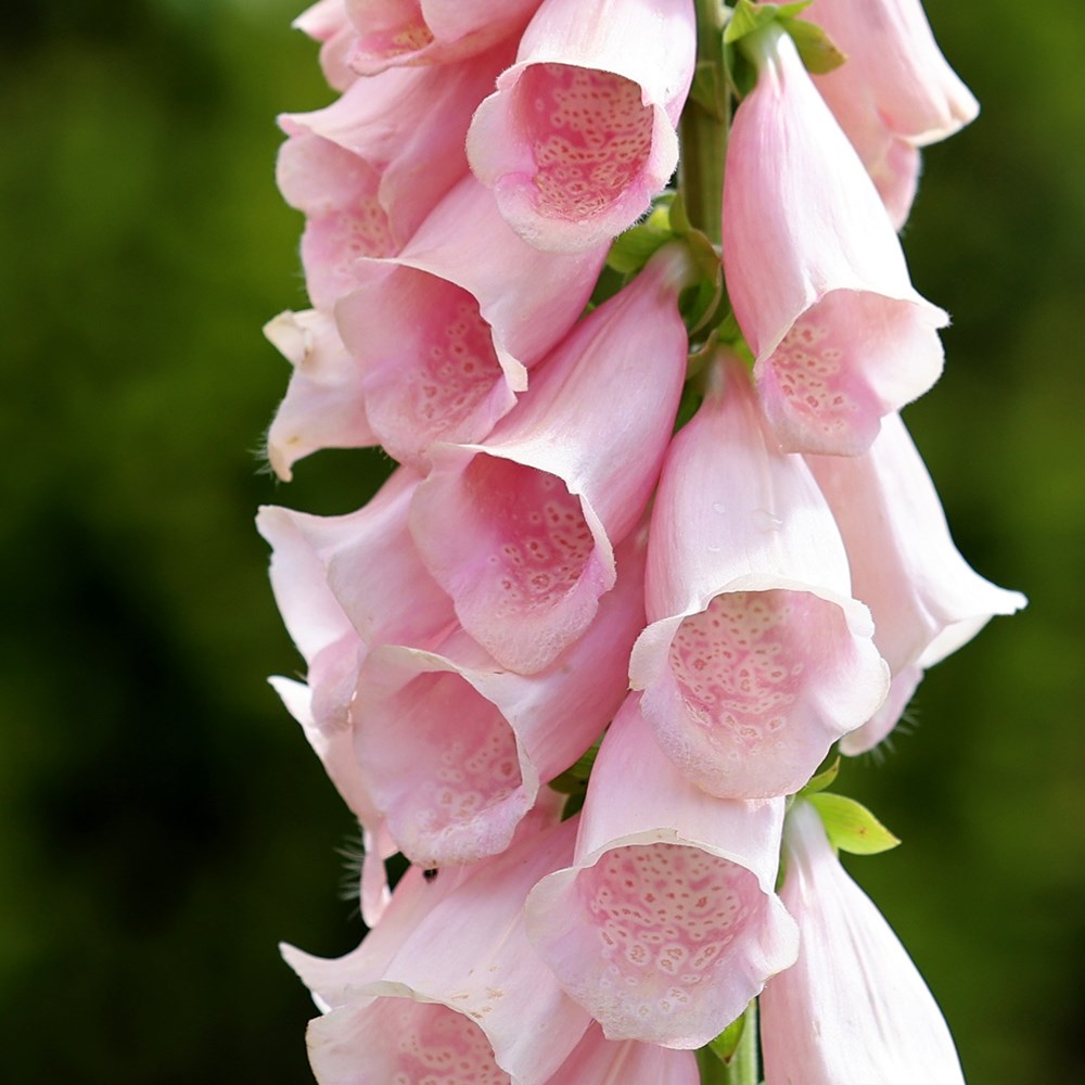 <i>Digitalis purpurea</i> 'Sutton's Apricot'