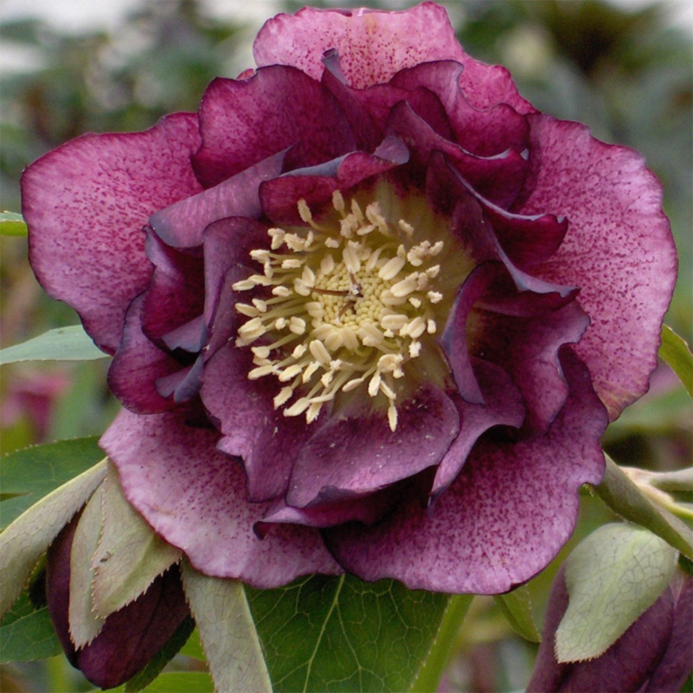 <i>Helleborus</i> × <i>hybridus</i> 'Double Ellen Red'