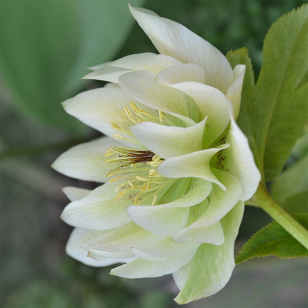 <i>Helleborus</i> × <i>hybridus</i> 'Double Ellen White'