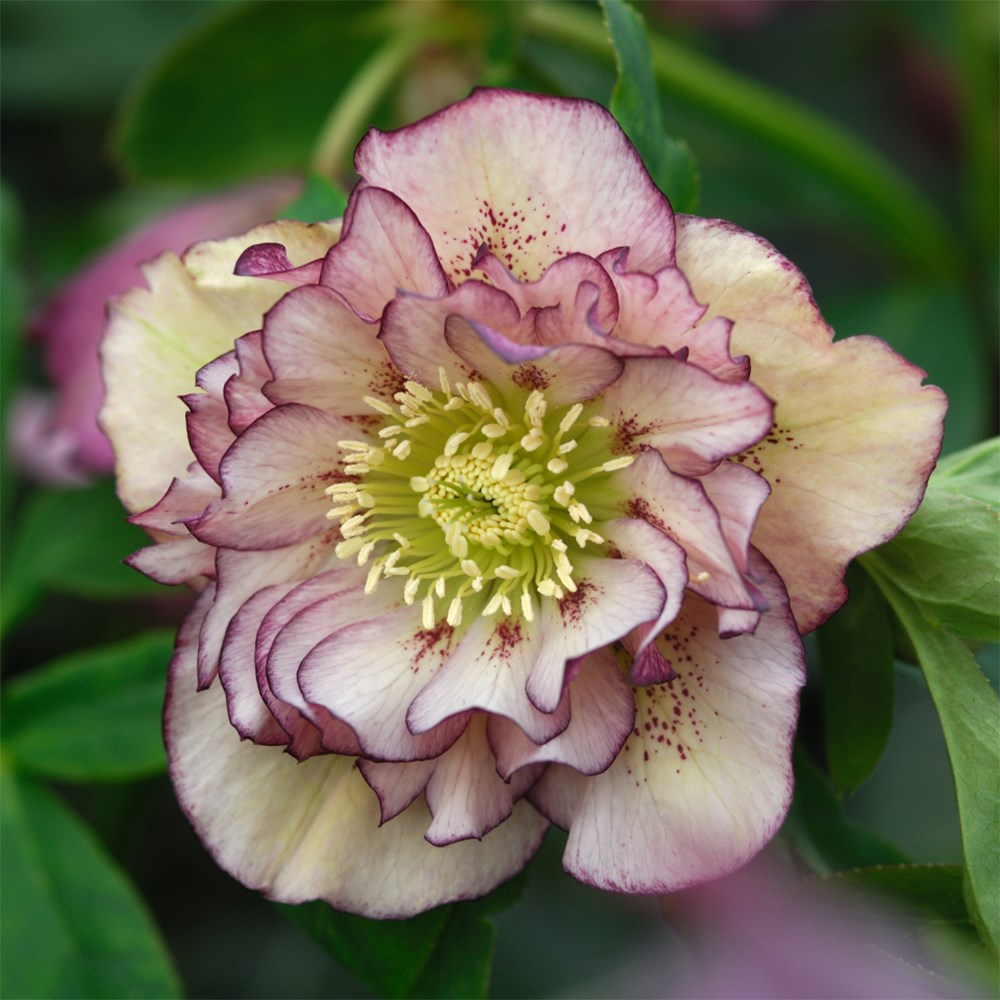 <i>Helleborus</i> × <i>hybridus</i> 'Double Ellen Picotee'