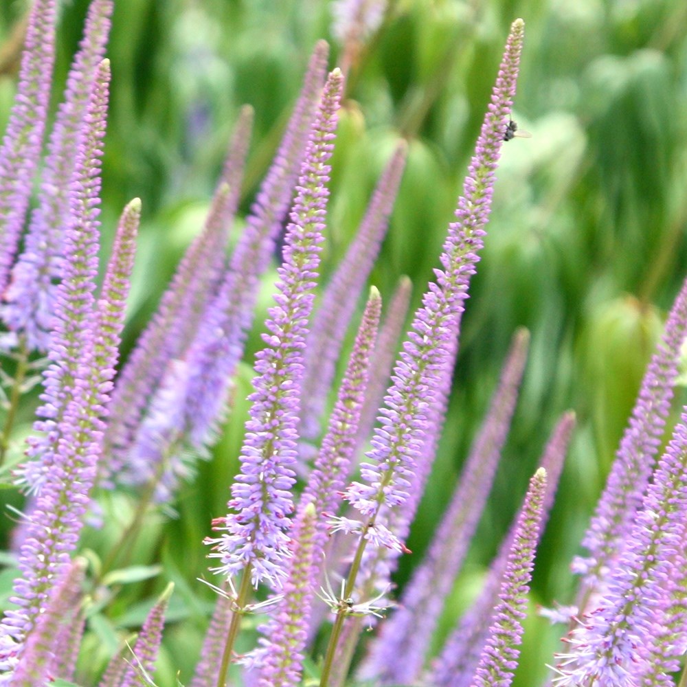 <i>Veronicastrum virginicum</i> 'Fascination'