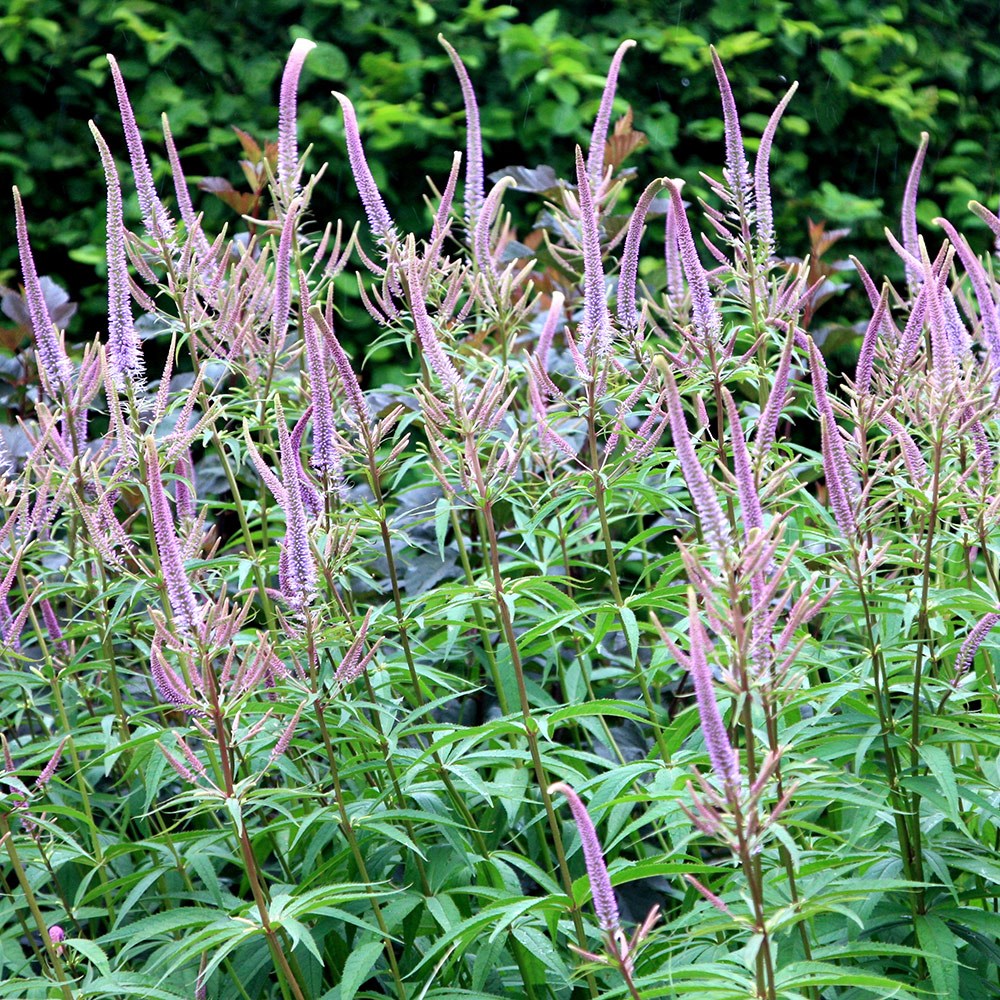 <i>Veronicastrum virginicum</i> 'Fascination'