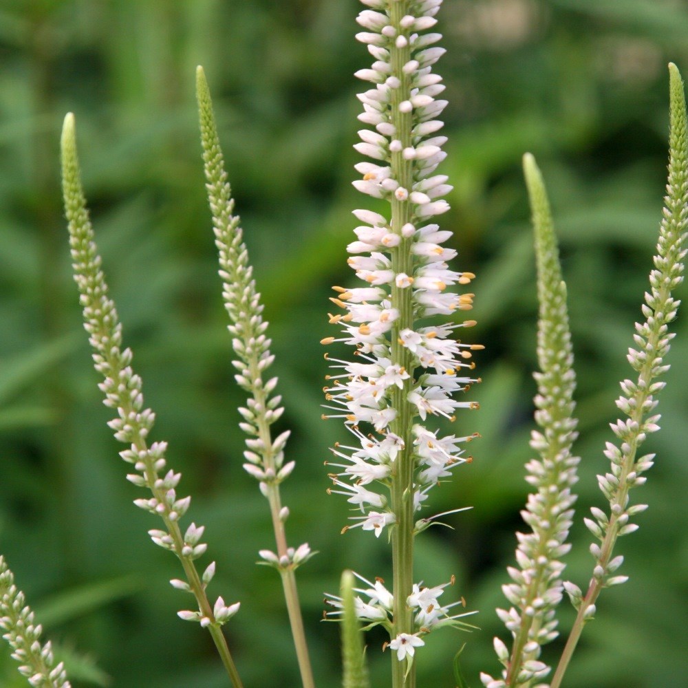 <i>Veronicastrum virginicum</i> 'Album'