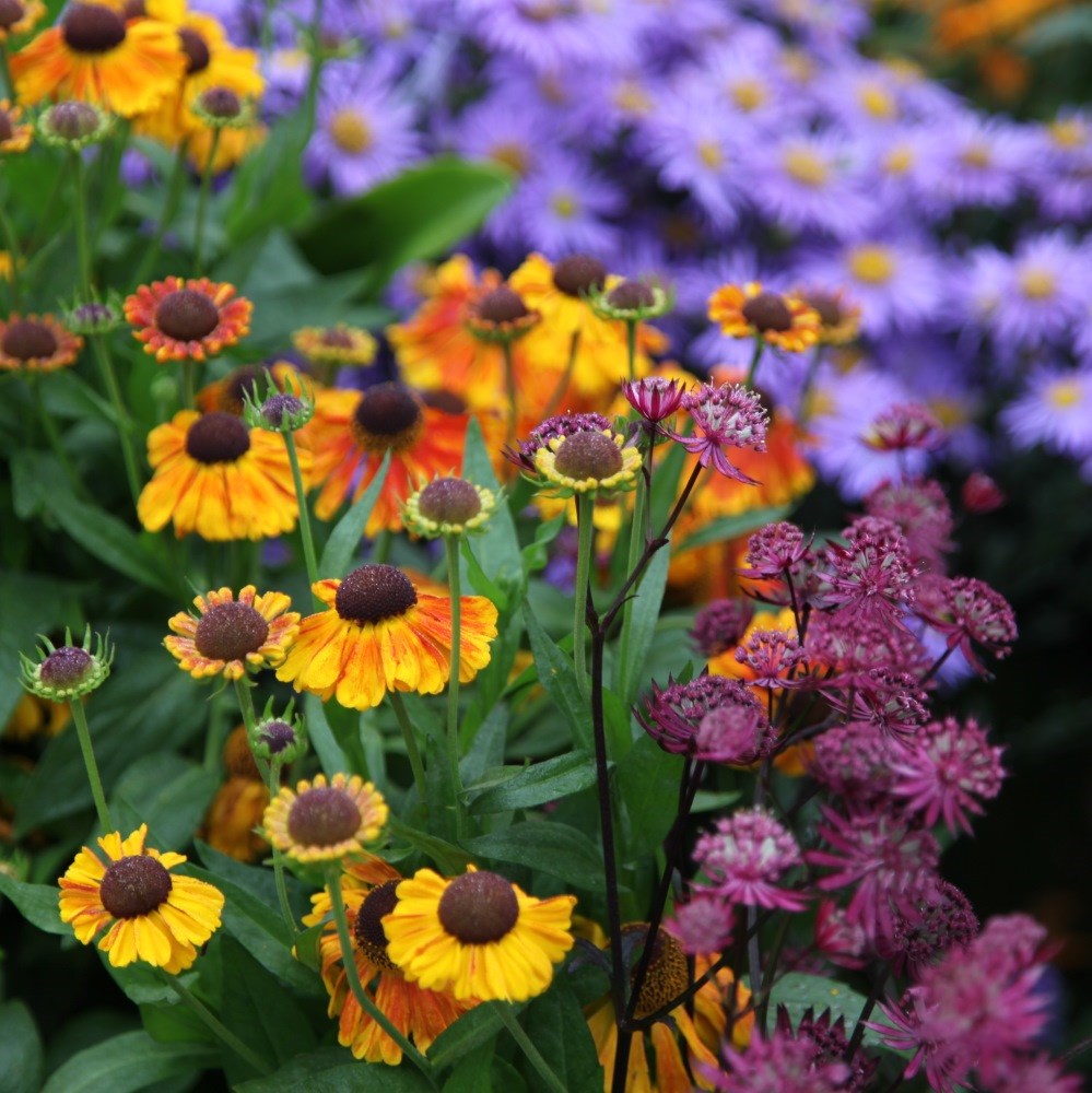 <i>Helenium</i> 'Sahin's Early Flowerer'