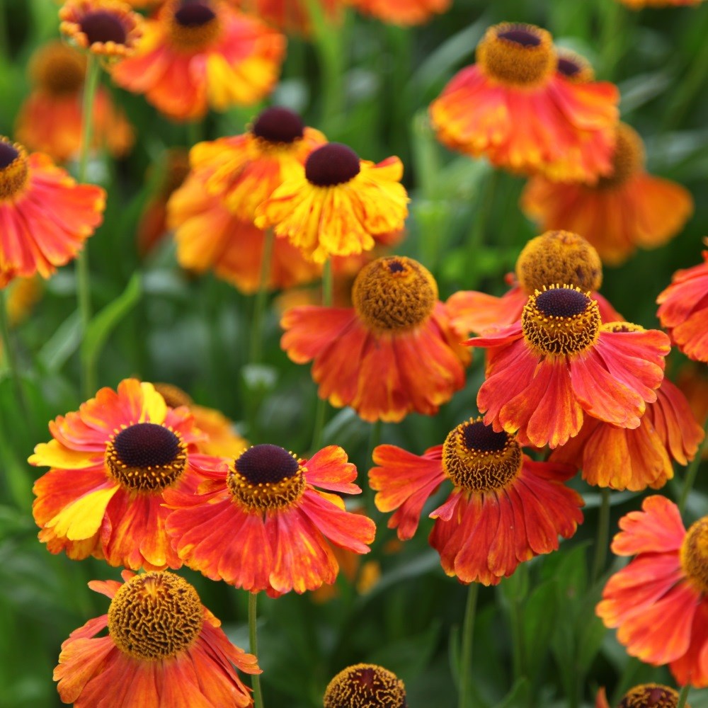 <i>Helenium</i> 'Sahin's Early Flowerer'
