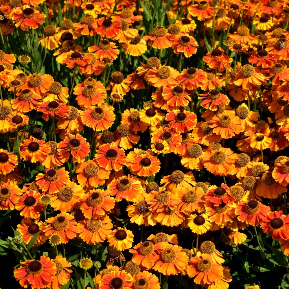 <i>Helenium</i> 'Sahin's Early Flowerer'