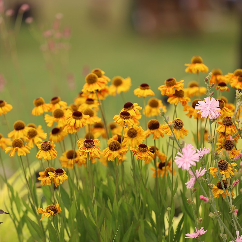 <i>Helenium</i> 'Sahin's Early Flowerer'