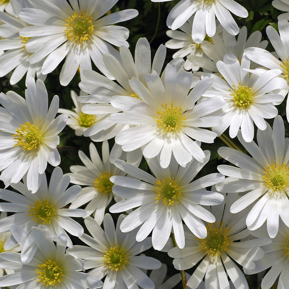 <i>Anemone blanda</i> 'White Splendour'