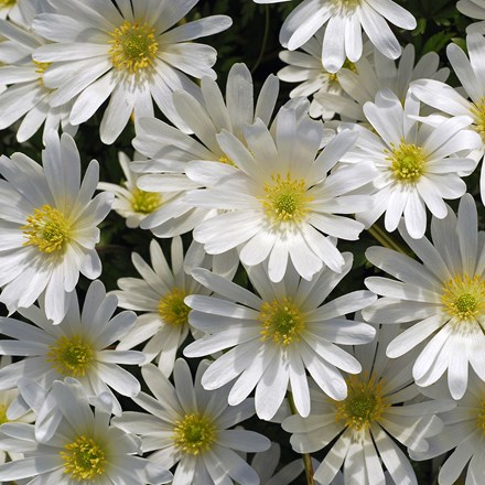 Anemone blanda White Splendour