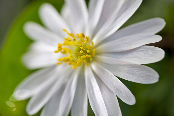 <i>Anemone blanda</i> 'White Splendour'