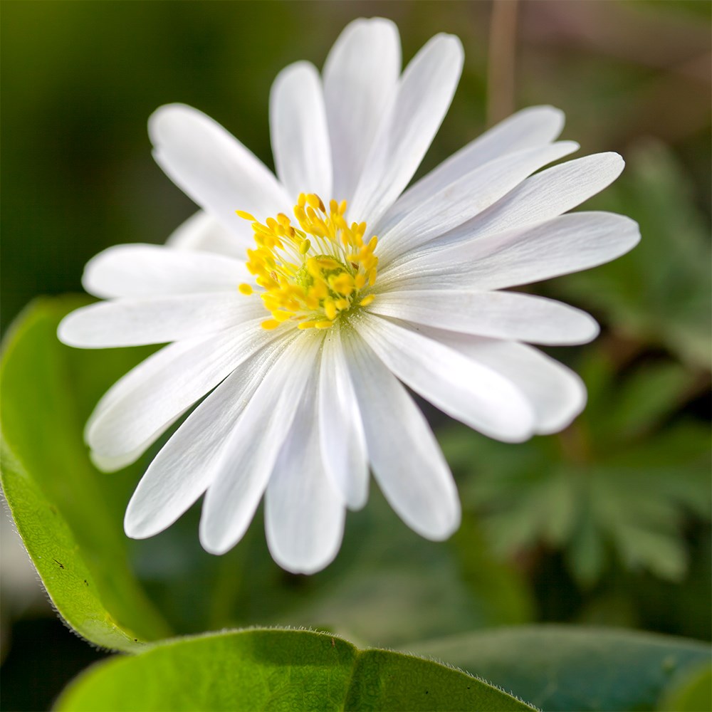 <i>Anemone blanda</i> 'White Splendour'