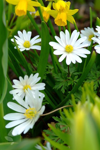 <i>Anemone blanda</i> 'White Splendour'