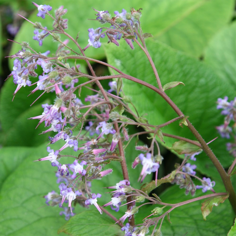 <i>Trachystemon orientalis</i> 