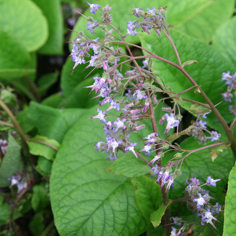 <i>Trachystemon orientalis</i> 