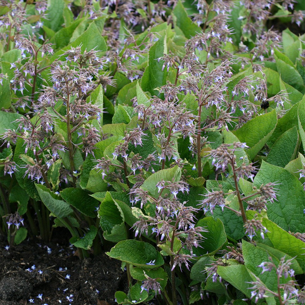 <i>Trachystemon orientalis</i> 