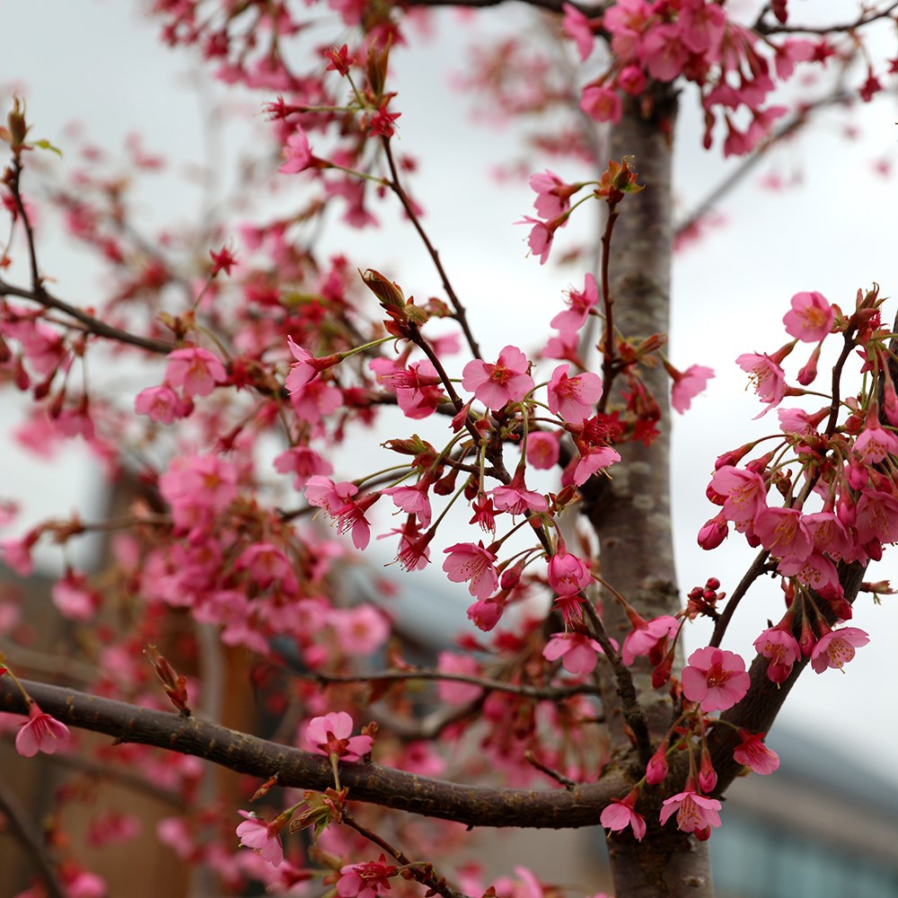 <i>Prunus</i> 'Kursar'