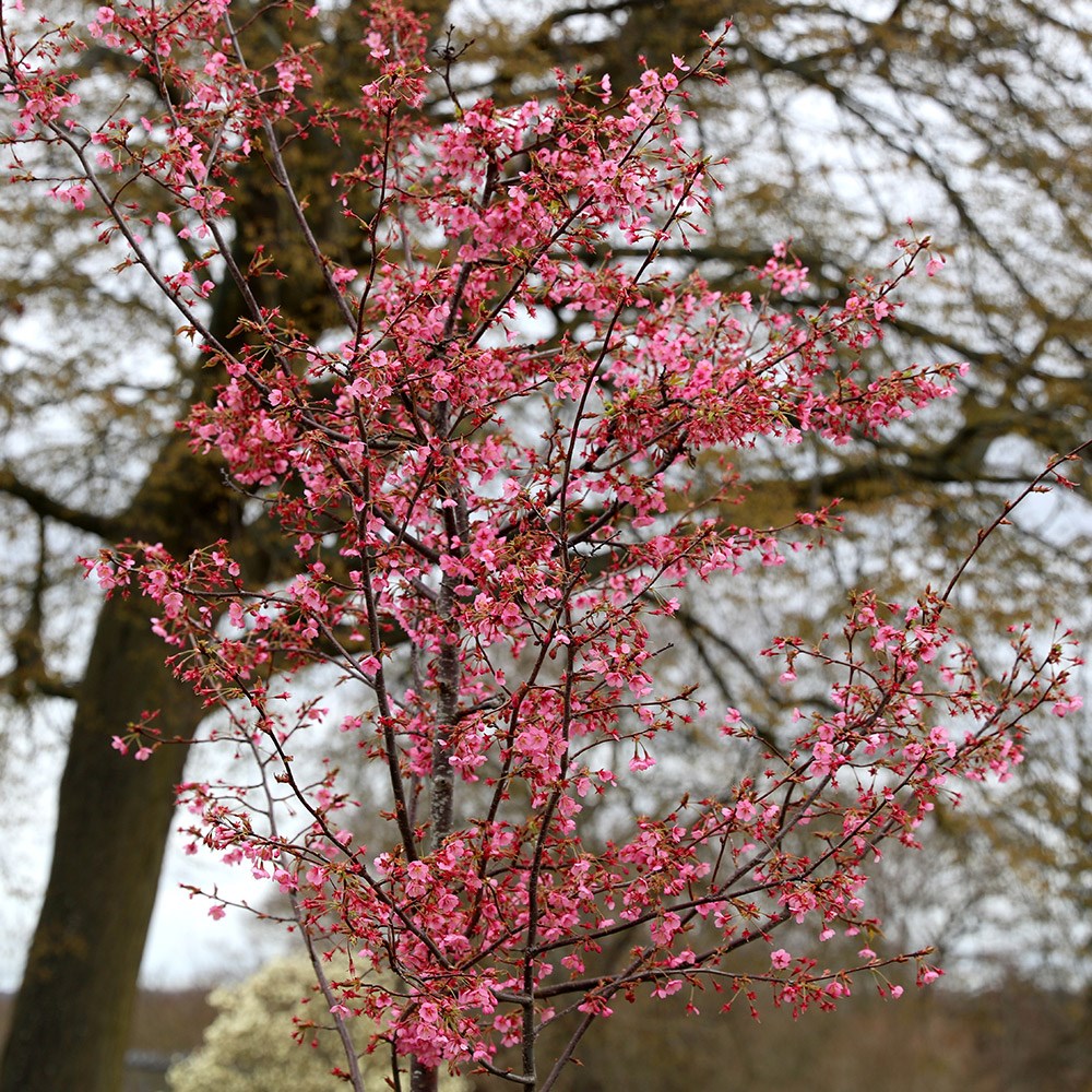 <i>Prunus</i> 'Kursar'