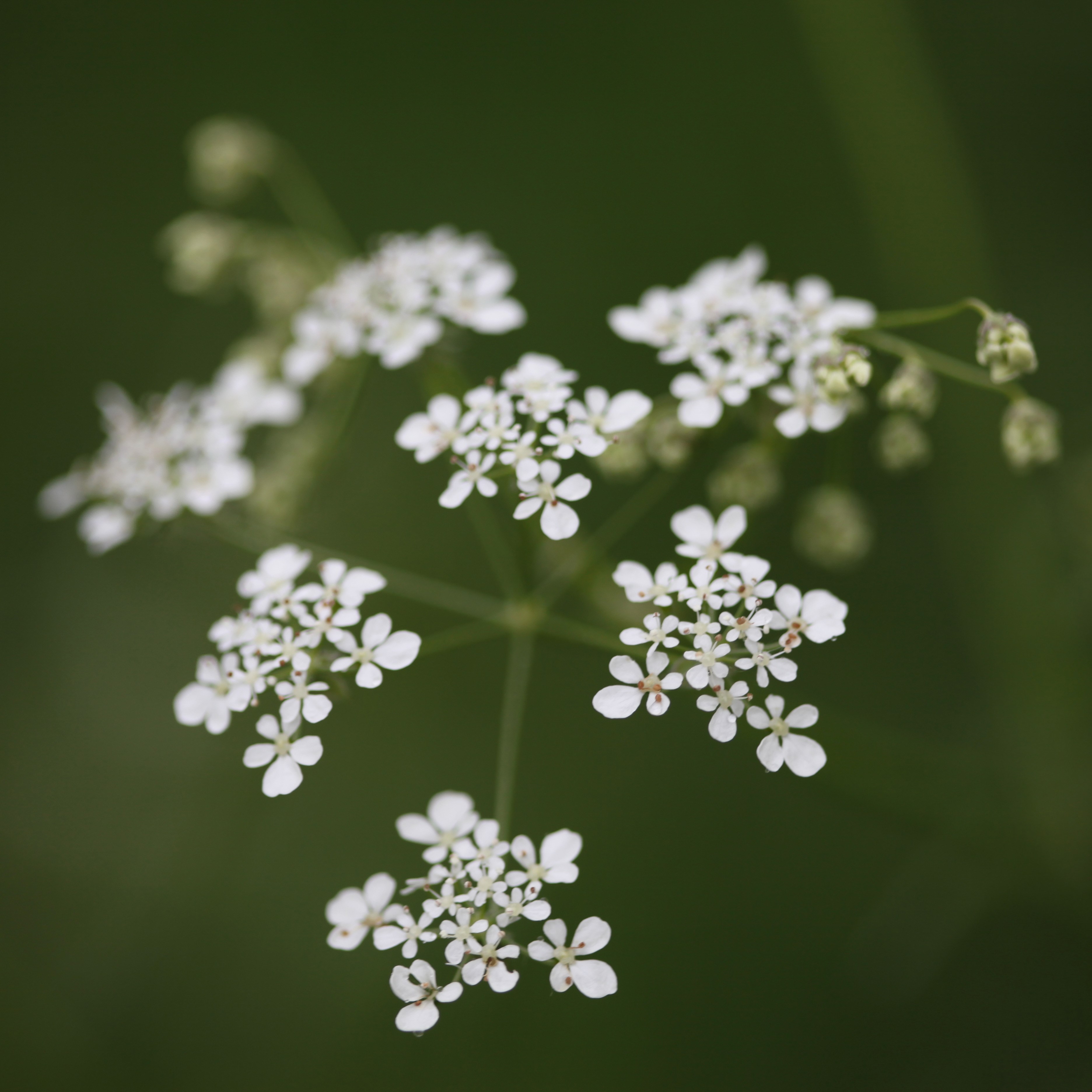 <i>Anthriscus sylvestris</i> 