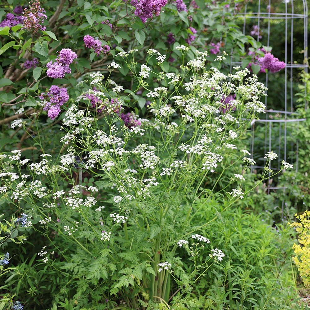 <i>Anthriscus sylvestris</i> 
